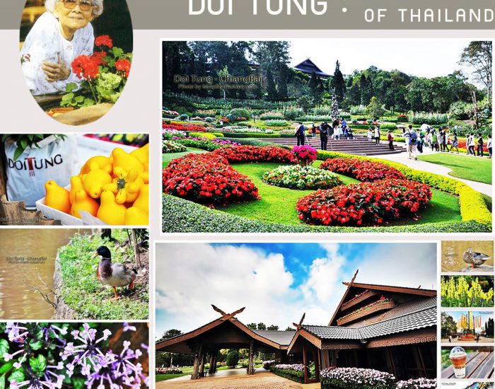 24 Doi Tung